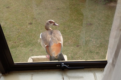 Goose