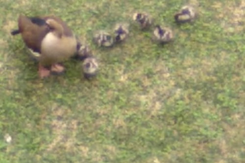Goslings