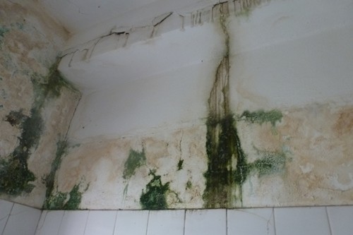 Mould is the order of the day